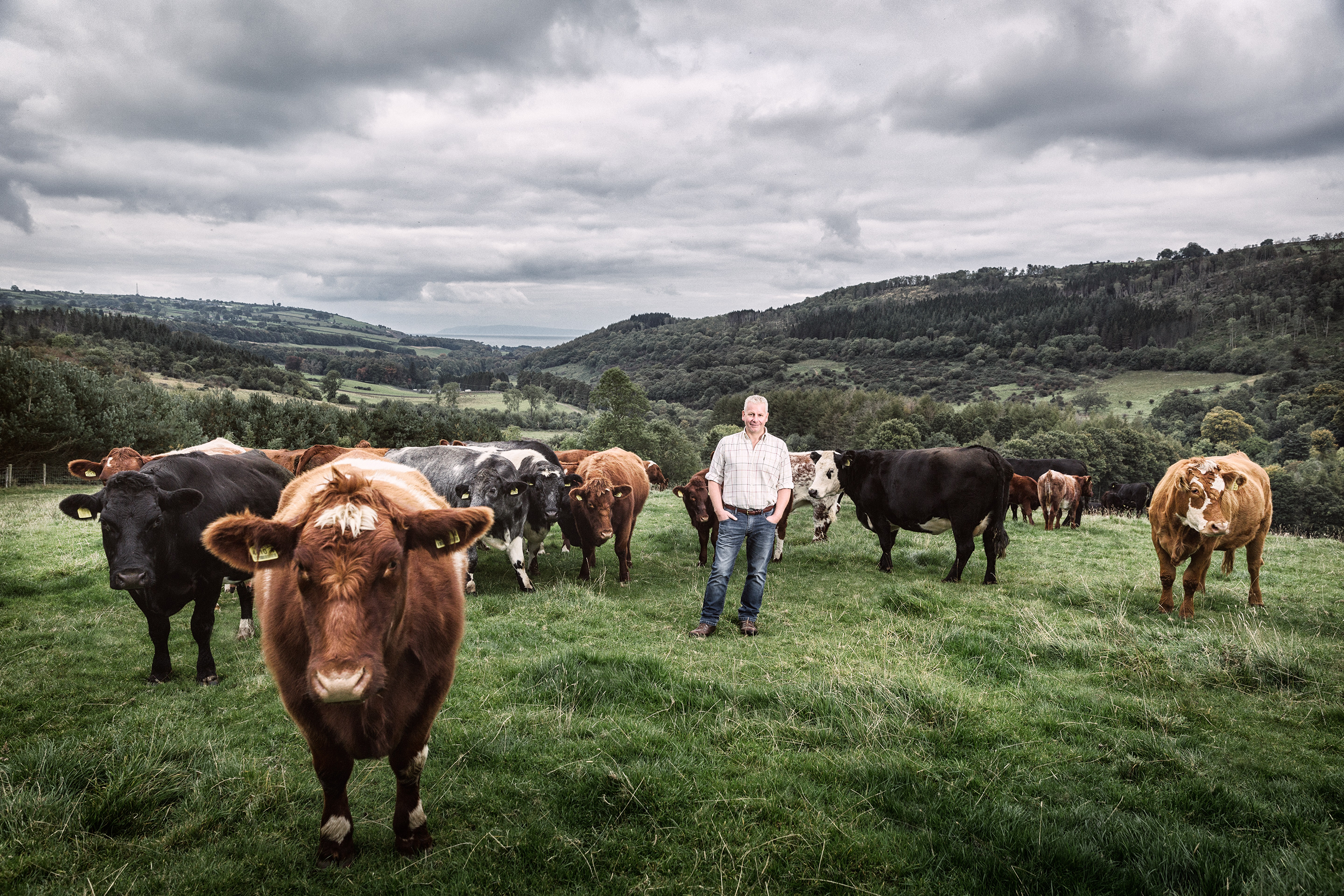 Cows on a plain